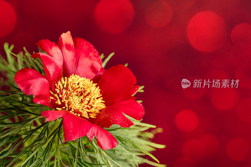 草原牡丹(Paeonia tenuifolia)花特写与散景光